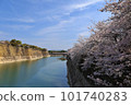 Osaka Castle Cherry blossoms bloom in the magnificent moat 101740283