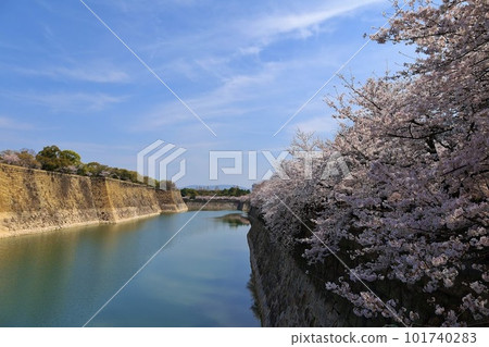 Osaka Castle Cherry blossoms bloom in the magnificent moat 101740283