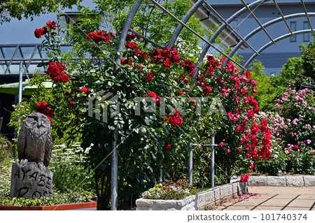 From Ayabe Rose Garden 101740374