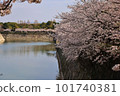 Osaka Castle Cherry blossoms bloom in the magnificent moat 101740381