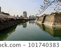 Cherry blossoms bloom in Osaka Castle magnificent moat 101740383