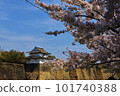 Cherry blossoms bloom in Osaka Castle magnificent moat 101740388