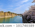 Cherry blossoms bloom in Osaka Castle magnificent moat 101740389