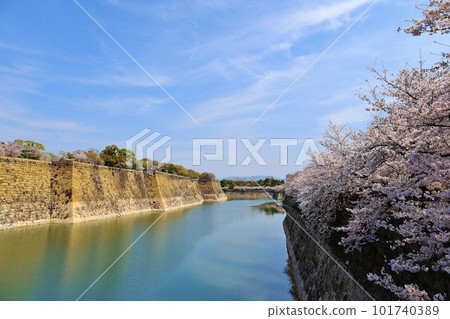 Cherry blossoms bloom in Osaka Castle magnificent moat 101740389