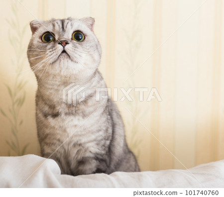 Interested gray scottish fold cat sitting on back of sofa 101740760