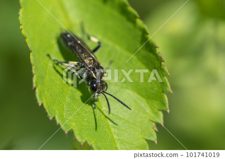 A black sawfly perched on a leaf 101741019
