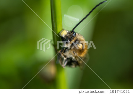 Japanese bee hiding in the grass Japanese bee hiding in the grass 101741031