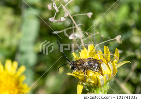 Japanese bee sleeping on a dandelion flower Japanese bee sleeping on a dandelion flower 101741032