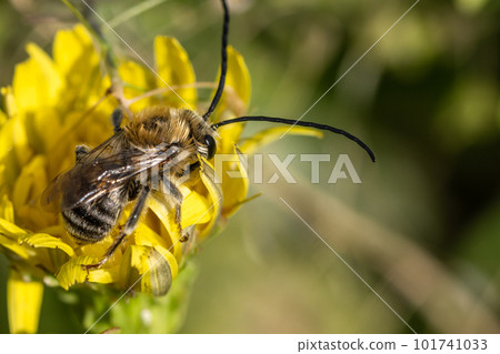 Japanese bee sleeping on a dandelion flower Japanese bee sleeping on a dandelion flower 101741033