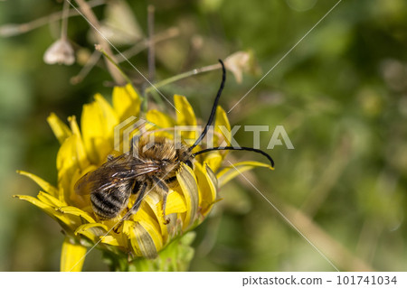 日本蜜蜂睡在蒲公英花上 日本蜜蜂睡在蒲公英花上 101741034