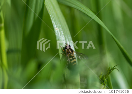 Namihoshihoshi Hiratabu perching on grass (male) Namihoshihoshi Hiratabu perching on grass (male) 101741036