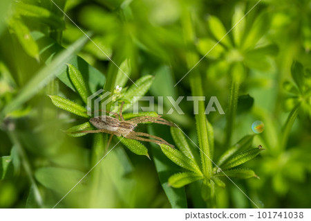 Ilo-billed spider Ilo-billed spider 101741038