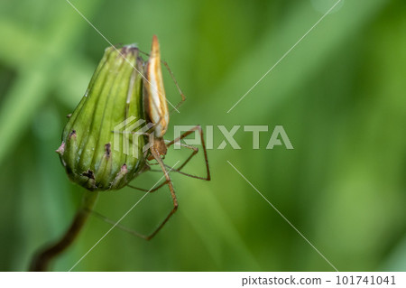 Paper spider perching on a dandelion bud 101741041