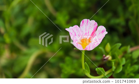 Close up view of Little Hogweed flower with blur background                             101741069