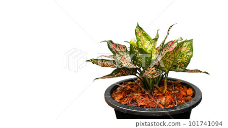 Isolated Dieffenbachia plant on white background 101741094