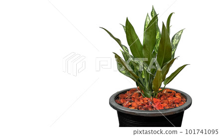 Isolated Dieffenbachia plant on white background Isolated Dieffenbachia plant on white background 101741095