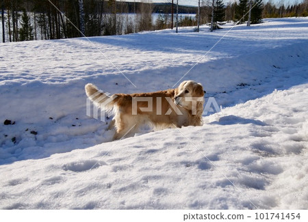 Portrait of a dog, retriever cute dogs 101741454