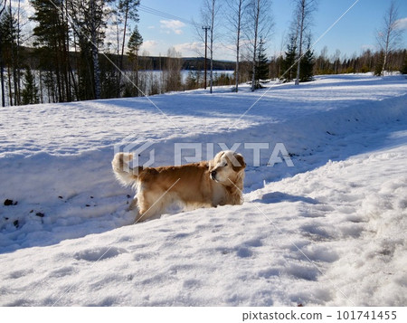 Portrait of a dogs, retriever cute dogs 101741455