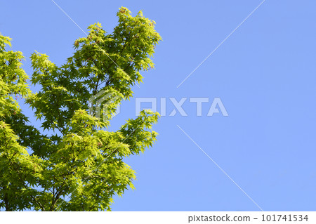 Japanese Maple Japanese Maple 101741534