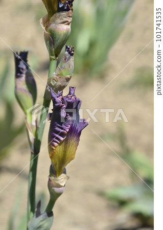 Tall bearded iris Celtic Tartan Tall bearded iris Celtic Tartan 101741535
