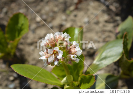 Stracheys Elephants ears Stracheys Elephants ears 101741536