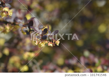 Purple Japanese barberry Purple Japanese barberry 101741546