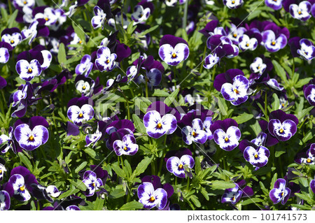 Horned violet flowers Horned violet flowers 101741573