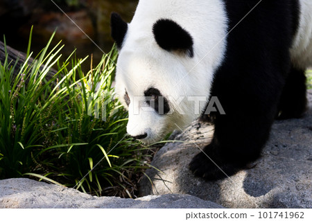Giant Panda in Australia 101741962