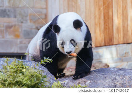 Giant Panda in Australia 101742017