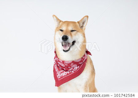 Shiba Inu cute dog on white background Shiba Inu cute dog on white background 101742584