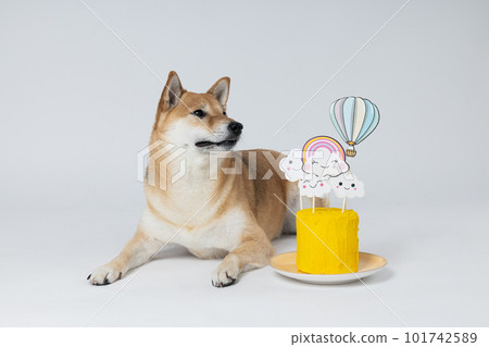 Shiba Inu dog on white background, Dog Birthday 101742589
