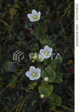 Miyama Lindau Miyama Lindau 101742633