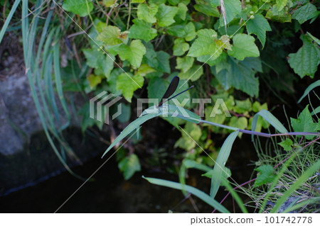 Atrocalopteryx蟬 101742778