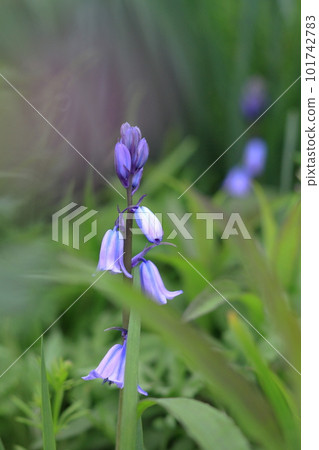 English bluebell flowers English bluebell flowers 101742783