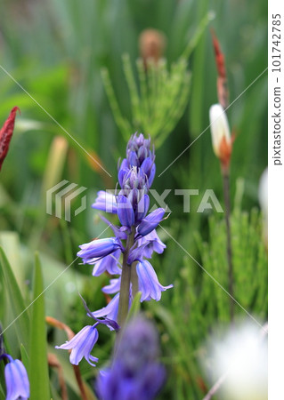 英國風信子花 英國風信子花 101742785