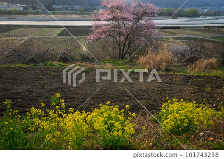 [Along the Sai River] Cherry blossoms in the morning sun [Azumino] 101743238