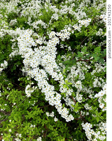 Yukiyanagi in full bloom Yukiyanagi in full bloom 101743250