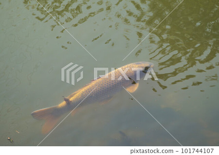 筱山城遺址 鯉魚在東堀游泳 筱山城遺址 鯉魚在東堀游泳 101744107