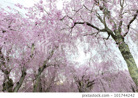 Weeping cherry blossoms blooming splendidly, Yonai water purification plant, Morioka city, Iwate prefecture Weeping cherry blossoms blooming splendidly, Yonai water purification plant, Morioka city, Iwate prefecture 101744242