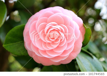 Beautifully blooming camellia flowers Beautifully blooming camellia flowers 101744583