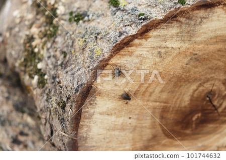 flies on round logs from a felled tree 101744632