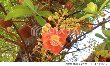 Hogan tree flowers planted in temples in Southeast Asia instead of sal trees Hogan tree flowers planted in temples in Southeast Asia instead of sal trees 101744867