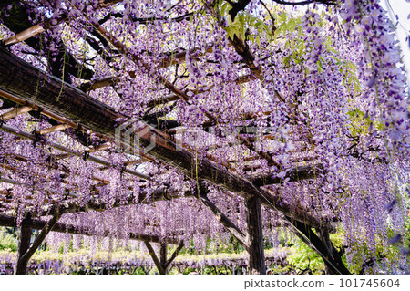  Wisteria flowers 101745604