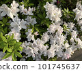White azalea flower 101745637