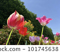 Red tulips and sky in the flower bed 101745638