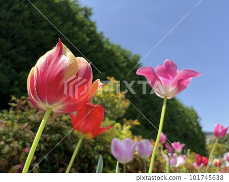 花壇中的紅色鬱金香和天空 花壇中的紅色鬱金香和天空 101745638