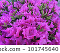 Pink azalea flowers in full bloom 101745640
