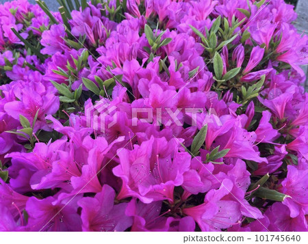 Pink azalea flowers in full bloom 101745640