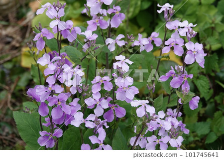 Morkatsu 油菜花在一個高貴而美麗的花園裡 Morkatsu 油菜花在一個高貴而美麗的花園裡 101745641