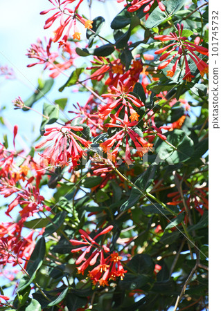 盛開的月貫龍膽 101745732